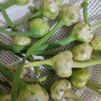 گل سیر