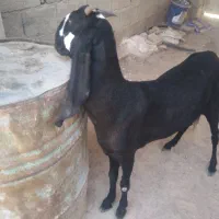 بزپنجابی با گتاج آپست هستند