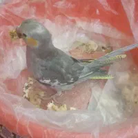 عروس هلندی