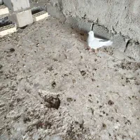 کبوتر صابونی