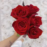 ۲۰شاخه کل رز با تزئین فقط ۱۵۰۰