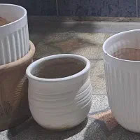 گلدون|گل و گیاه طبیعی|ایذه, |دیوار