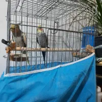 یک جفت عروس هلندی