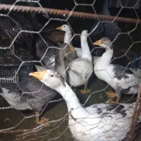 7عدد غاز درشت