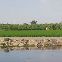 به دنبال تیله گربه دستی در ایچی یا کرچگان