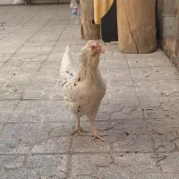 مرغ گلین