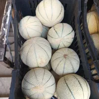 طالبی