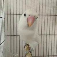کوتوله سفید نیمه دسته