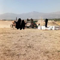 خرمنکوب نخود