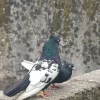 کبوتر سینه سیاه