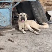 سگ پژدر