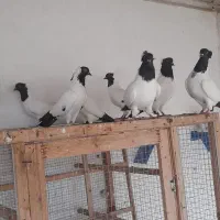 کبوتر پرستویی گرید aaa
