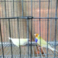 فنچ گلدین و بنگالی