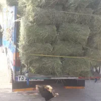 یونجه ساقه ریز پربرگ