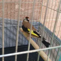 سهره کت بازکن،قلدور، شرور
