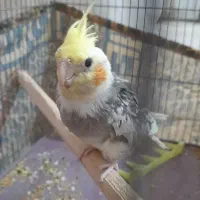 عروس هلندی