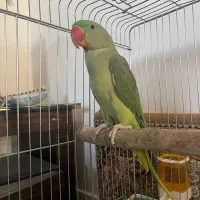 شاه طوطی
