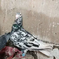 کفتر سار نر