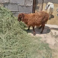 بره نر صحیح و سالم
