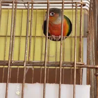 گرینچیک مولدوبرزیلی فیلم ببین