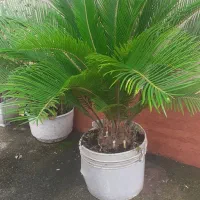 گل سیکاس|گل و گیاه طبیعی|رشت, کوی عرفان|دیوار