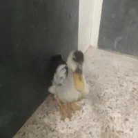 فروش اردک روسی