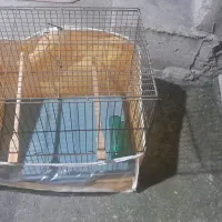 قفس پرنده با تمام متعلقات