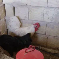 خروس گلین نژاد فول چهل تاج