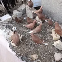 کفتر جوجه پرشی