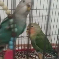 پرنده طوطی برزیلی جفت رام رام