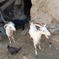 بز سانن