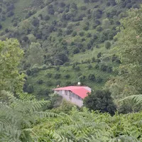 اجاره انبار سوله برای دام و طیور.... گلخانه