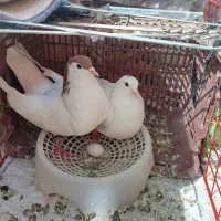 یک جفت کبوتر با تخم