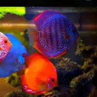 ماهی دیسکس یک اینچی دونه ای۳۵۰