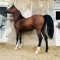 اسب ماده درشور اصیل