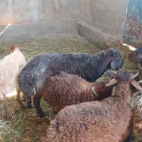 قوچ همو