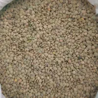 عدس دیمی ارگانیک خلخال پاک شده با دستگاه و یک دست