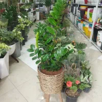 گل آپارتمانی و باغچه ای