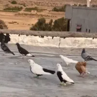 کفتر|پرنده|صفی آباد, |دیوار