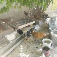 جوجه محلی اصل