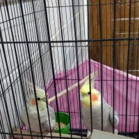 عروس هلندی مولد