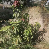 نهال انبه