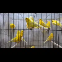 فروش انواع نژاد قناری