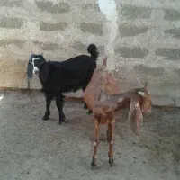 3 تا کهره ماده