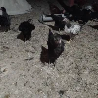 نوچه مرغ رسمی
