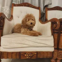 سگ پودل|سگ|تهران, پاسداران|دیوار