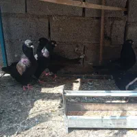 کبوتر پرشی،زاغ،سبز
