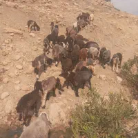 ۳۵ راس بره نره ایلاقی