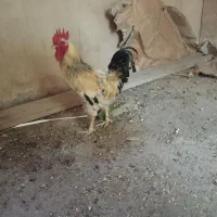 خروس جوان سرحال