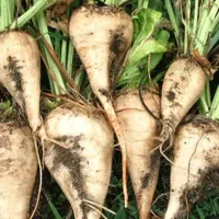 بزر چغندر ایرانی